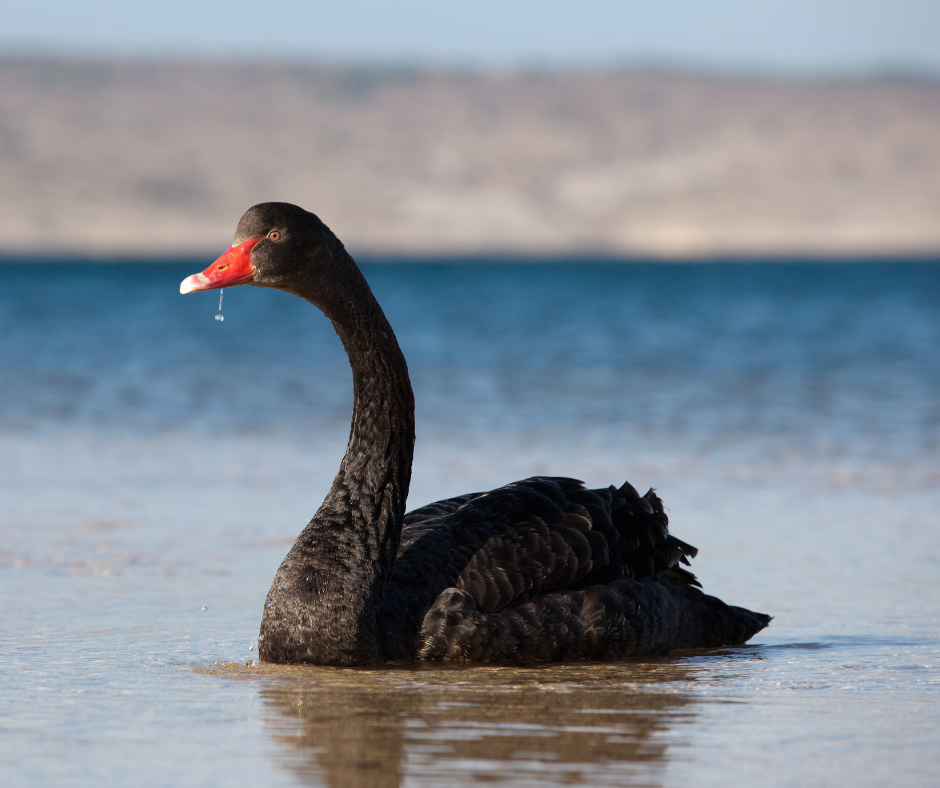 What Is A Black Swan Event